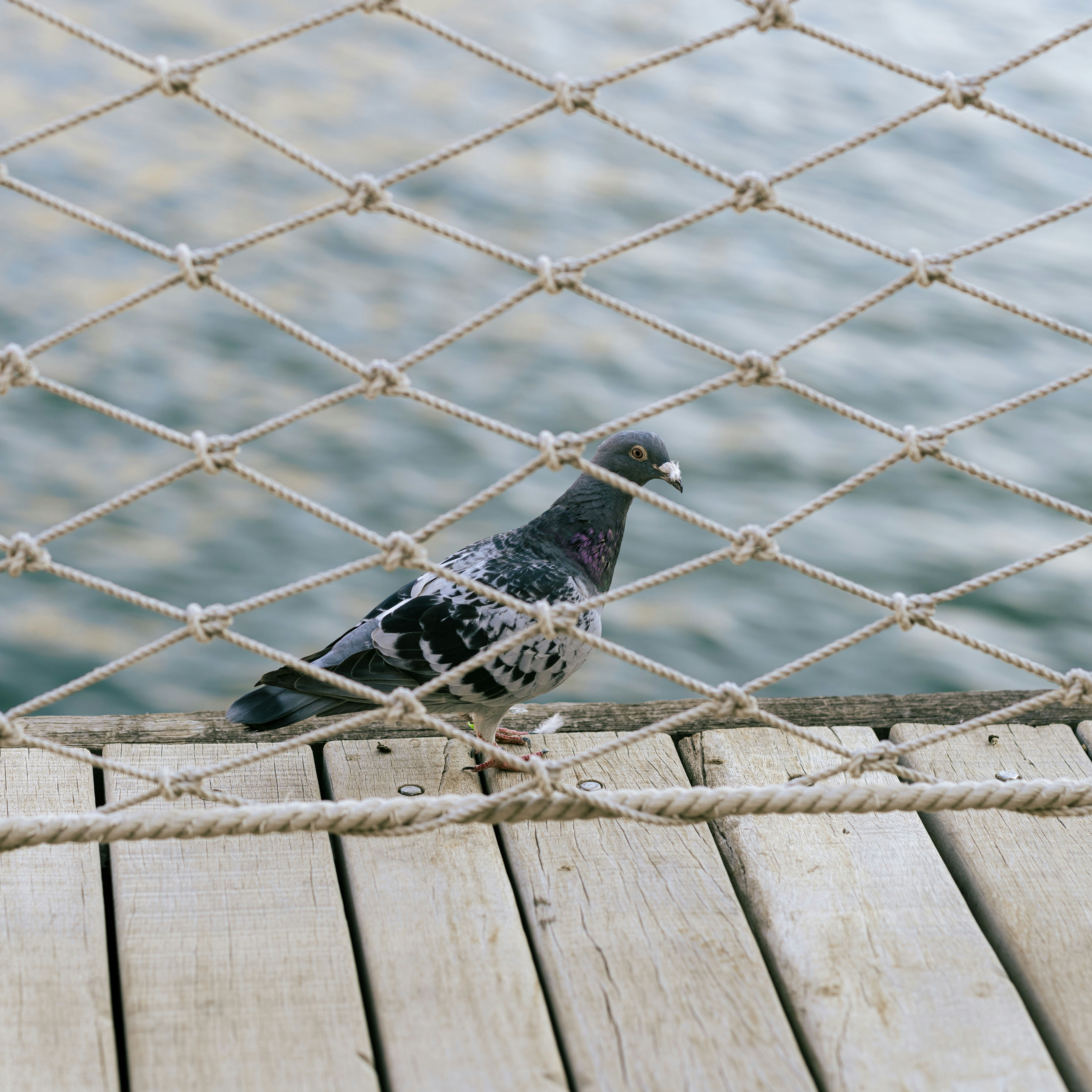 Reliable Pigeon Netting Services in Undri, Mohamadwadi, and Pisoli