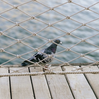 A pigeon stands on a wooden deck behind a netted rope fence with a body of water in the background. The bird has grey feathers with black patterns and a hint of iridescent purple on its neck. The ropes of the fence are knotted in a diamond pattern.