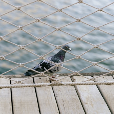 A pigeon stands on a wooden deck behind a netted rope fence with a body of water in the background. The bird has grey feathers with black patterns and a hint of iridescent purple on its neck. The ropes of the fence are knotted in a diamond pattern.