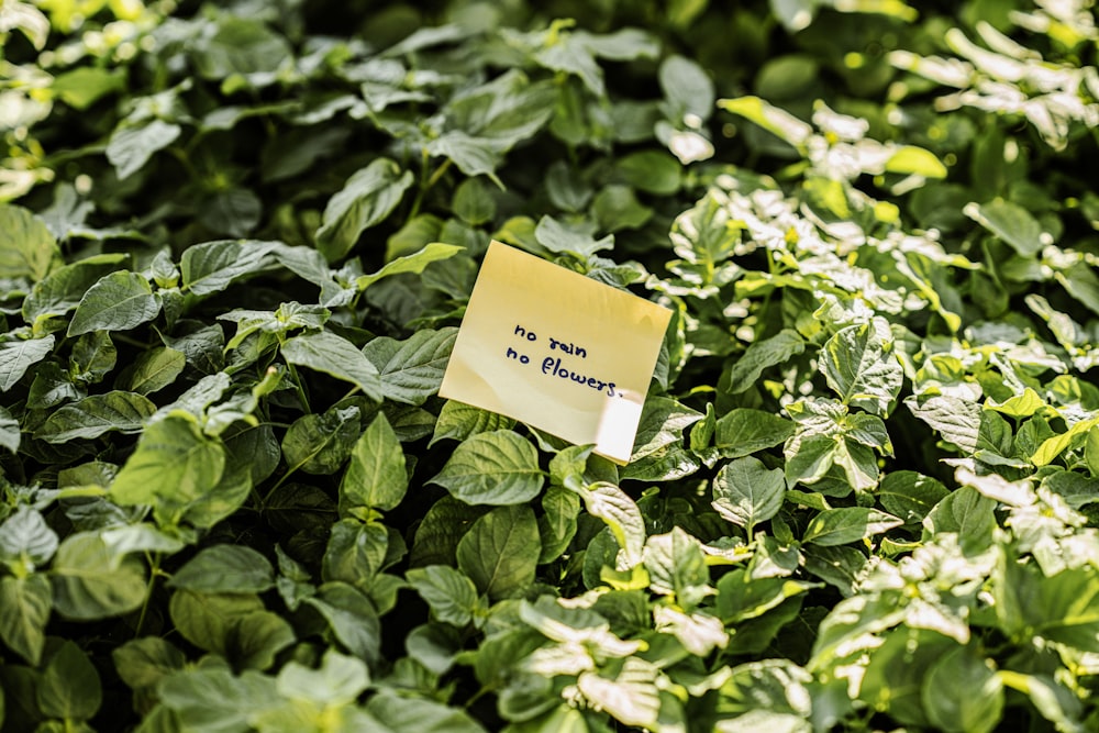 a sticky note sitting on top of a lush green field