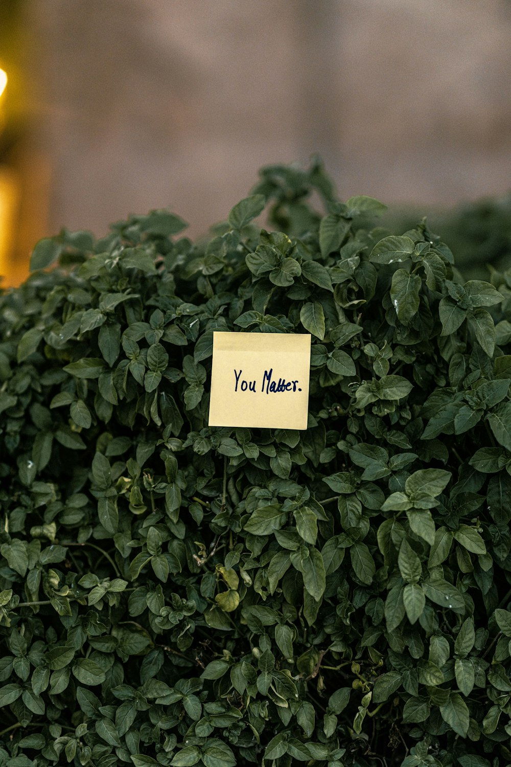 a bush with a note attached to it