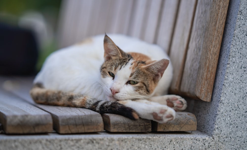 a cat laying on top of a wooden bench