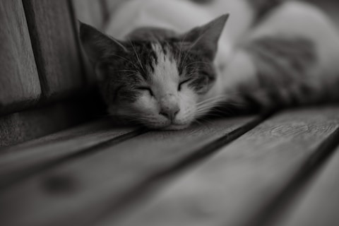 a black and white photo of a cat sleeping on a bench