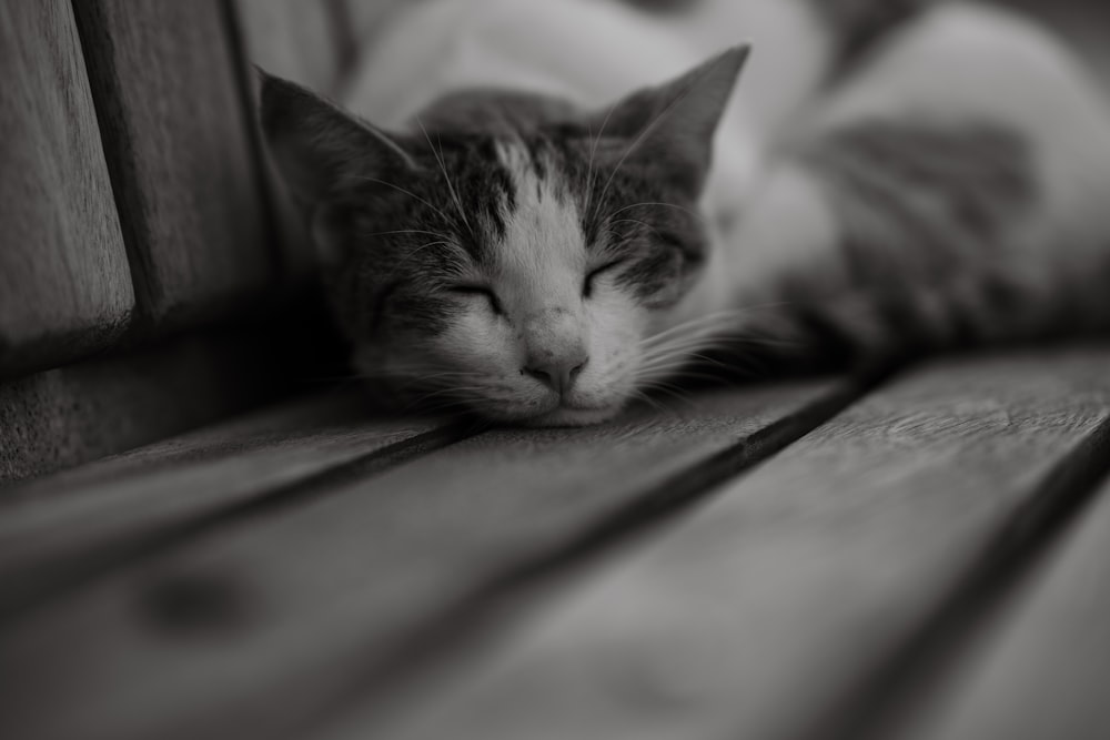 a black and white photo of a cat sleeping on a bench