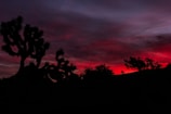 Silhouettes of jagged Joshua trees stand against a dramatic sky filled with deep red and purple hues as the sun sets.
