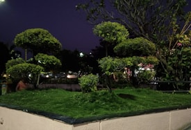 A nighttime scene with neatly trimmed trees and bushes arranged in a landscaped setting. The trees have a distinct, rounded shape, and there is a lush green lawn beneath them. Ambient lighting from streetlights and nearby buildings softly illuminates the foliage, creating shadows and highlights.