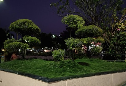 A nighttime scene with neatly trimmed trees and bushes arranged in a landscaped setting. The trees have a distinct, rounded shape, and there is a lush green lawn beneath them. Ambient lighting from streetlights and nearby buildings softly illuminates the foliage, creating shadows and highlights.