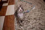 A curious kitten batting at a feather wand toy with wide eyes on a cozy carpet.