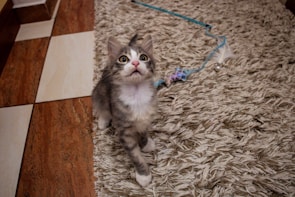 A curious kitten batting at a feather wand toy with wide eyes on a cozy carpet.