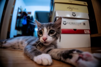 A gray and white cat with large eyes is lying on a wooden floor. In the background, there are several stacked cardboard boxes with various labels. The space gives a casual, home-like atmosphere with a slightly blurred background showing a doorway and some hanging clothes.