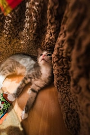 A kitten is lying on a wooden floor, partially wrapped in a textured brown blanket. The kitten has a mix of grey and white fur with pink paws and nose. A colorful toy can be seen beside it, adding a playful element to the scene.