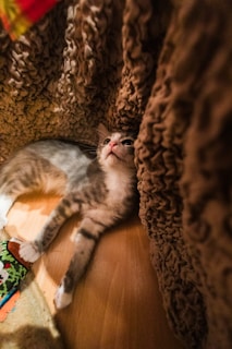 A kitten is lying on a wooden floor, partially wrapped in a textured brown blanket. The kitten has a mix of grey and white fur with pink paws and nose. A colorful toy can be seen beside it, adding a playful element to the scene.