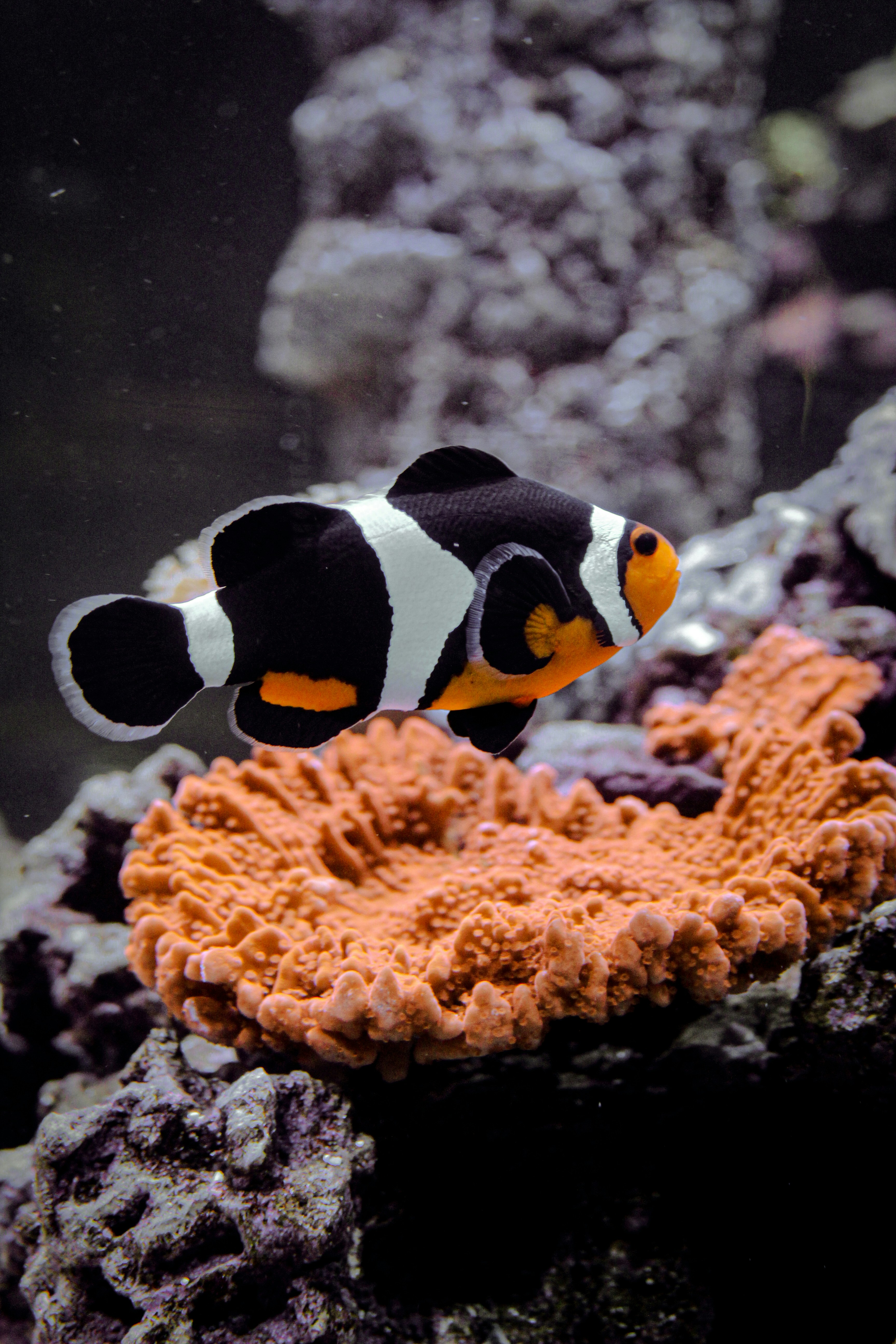 Photo by hh_photography5