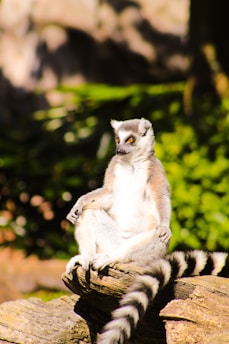 A lemur with distinctive black and white rings on its tail is sitting on a rock. The background features lush greenery in a sunlit environment.