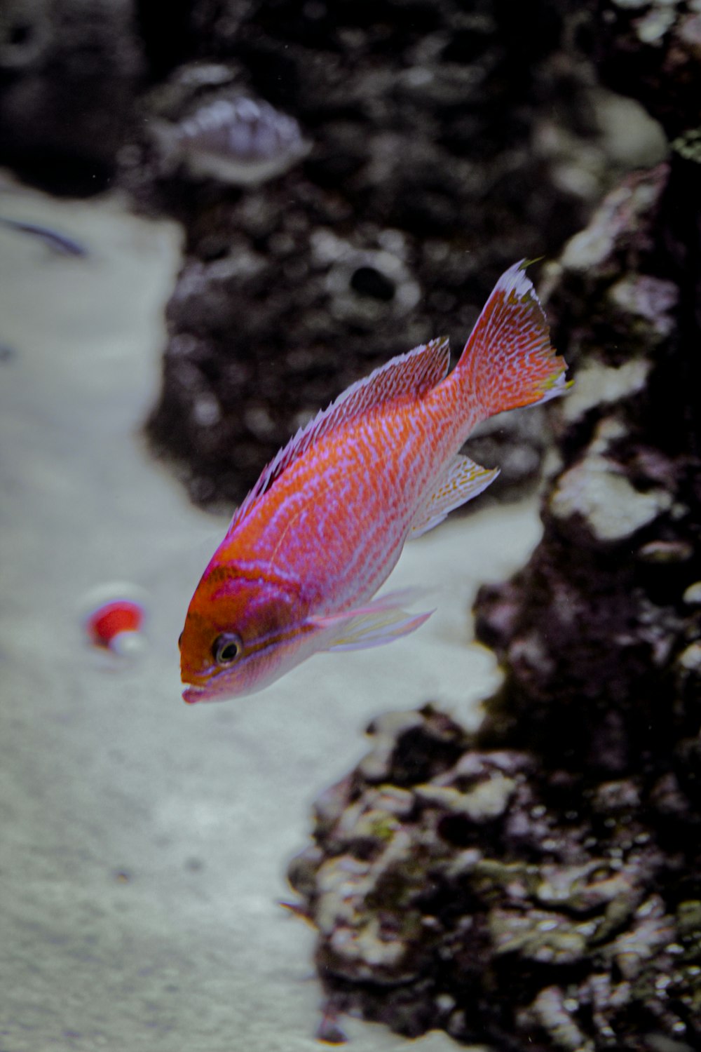 a small red fish swimming in an aquarium