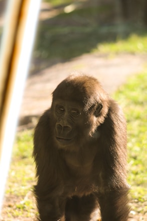 A gorilla is seen in a natural setting with sunlight illuminating its fur. The background is a mix of green vegetation and a dirt path, creating a serene and earthy atmosphere.