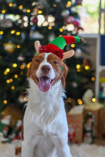 A cheerful dog wearing a handmade knitted sweater sitting next to colorful pet toys on a rustic wooden floor.