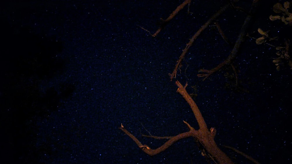 a tree branch in the dark with stars in the sky