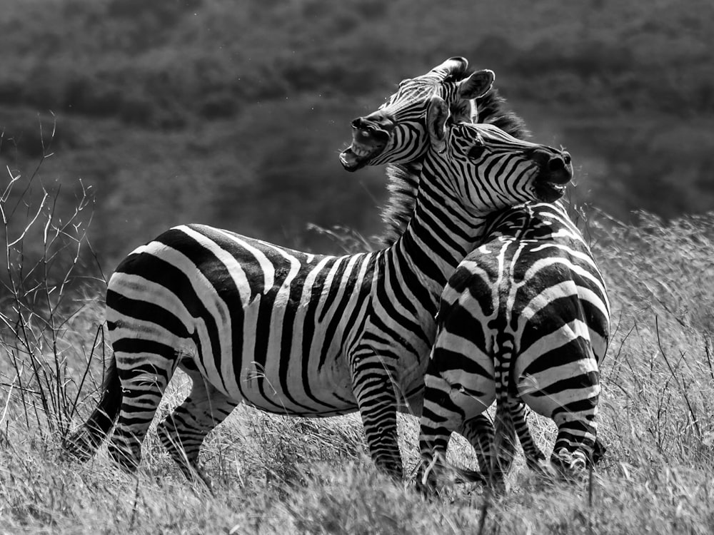 a couple of zebra standing on top of a grass covered field