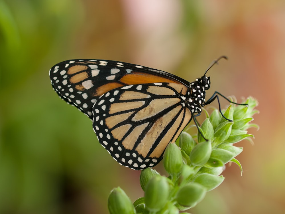 a close up of a butterfly on a plant