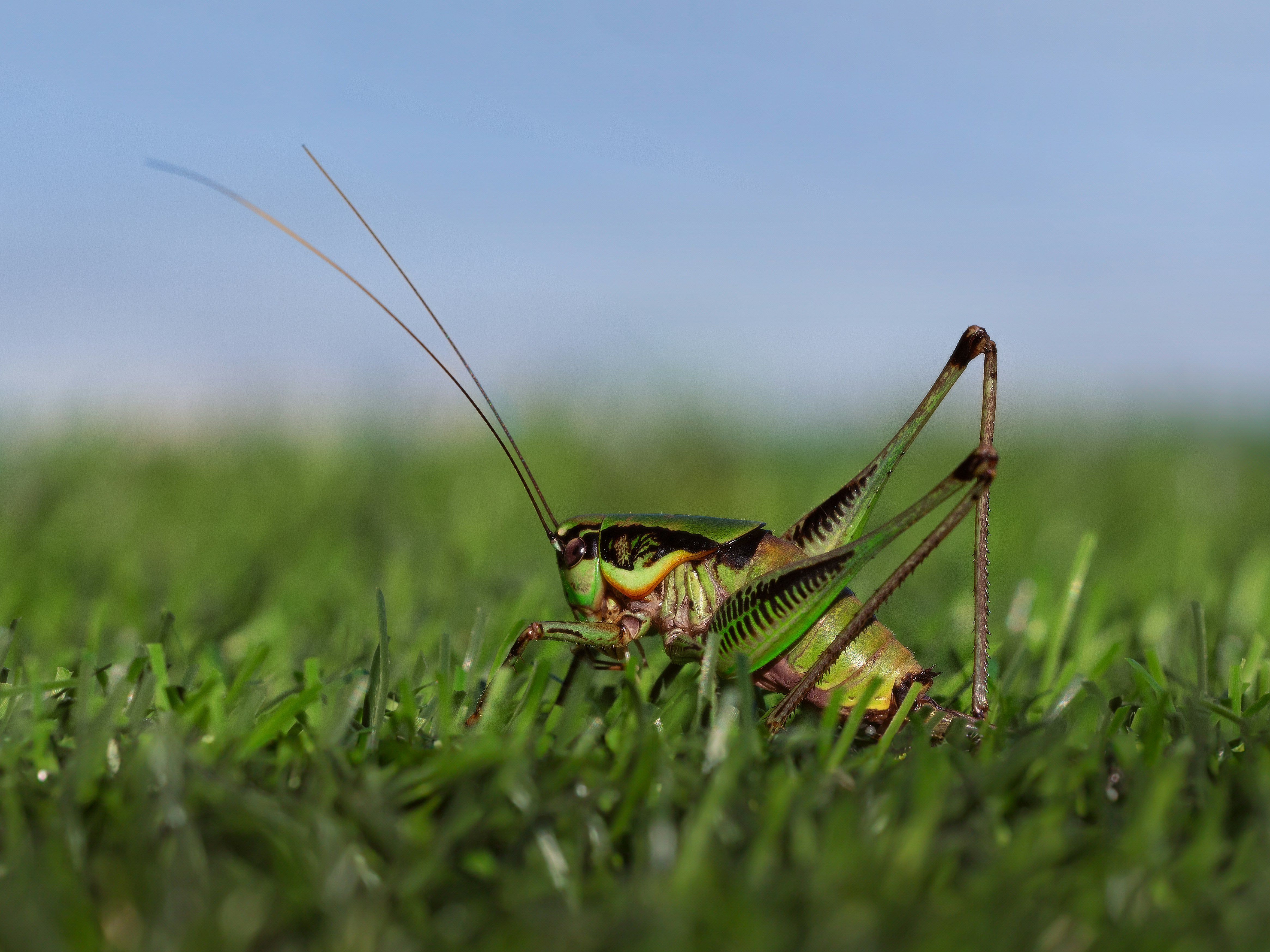 Bush Cricket