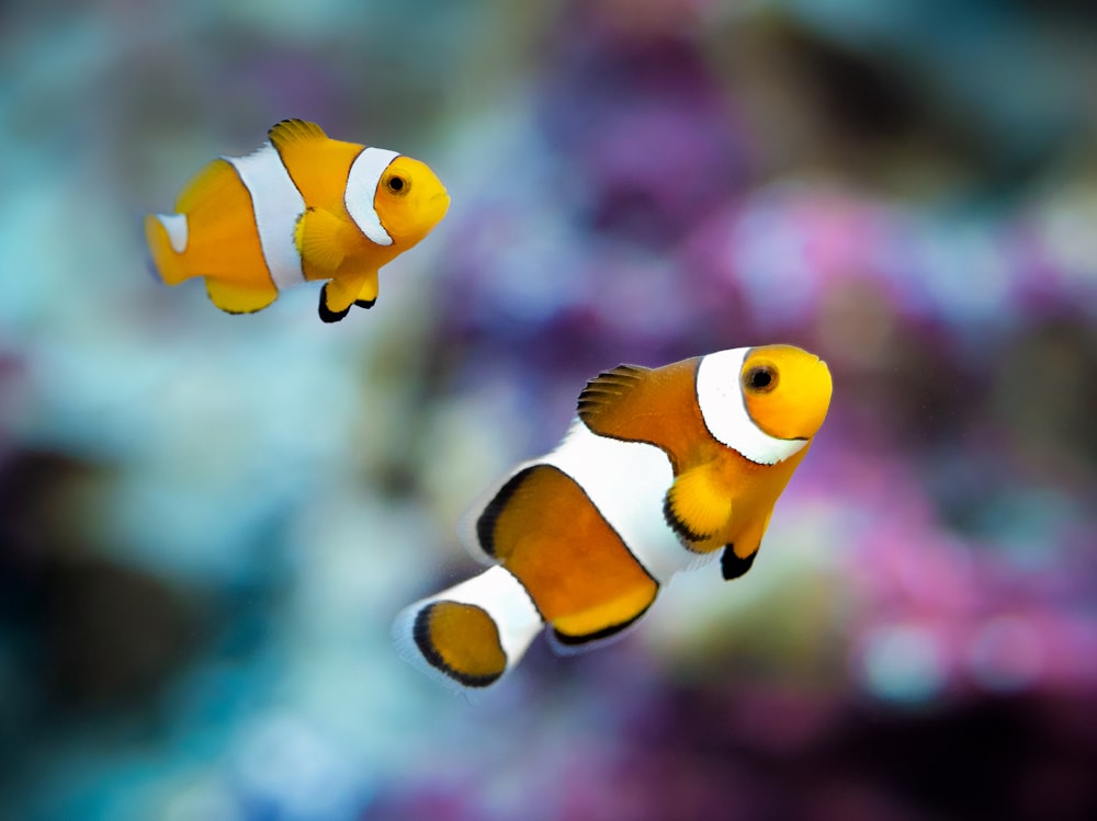Dos peces payaso naranjas y blancos nadando en un acuario