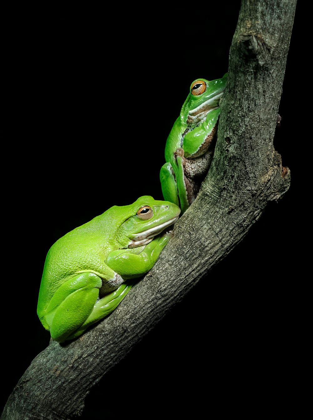 a couple of green frogs sitting on top of a tree branch