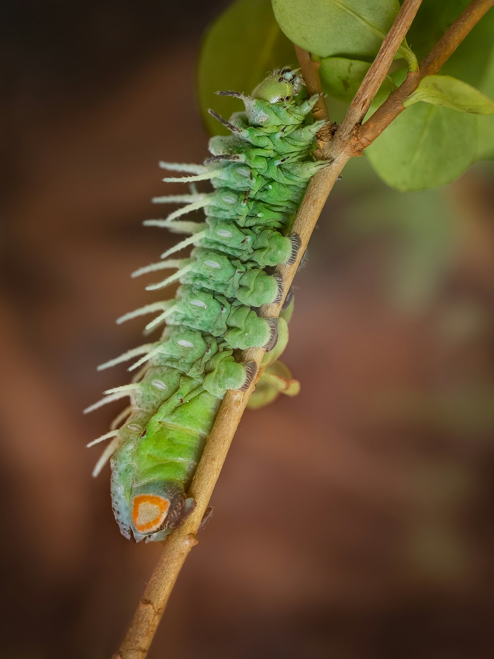 a close up of a green caterpillar on a branch