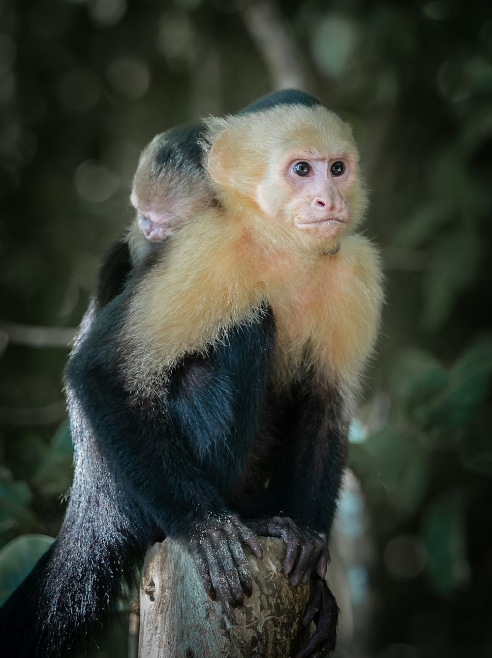 a monkey sitting on top of a tree branch