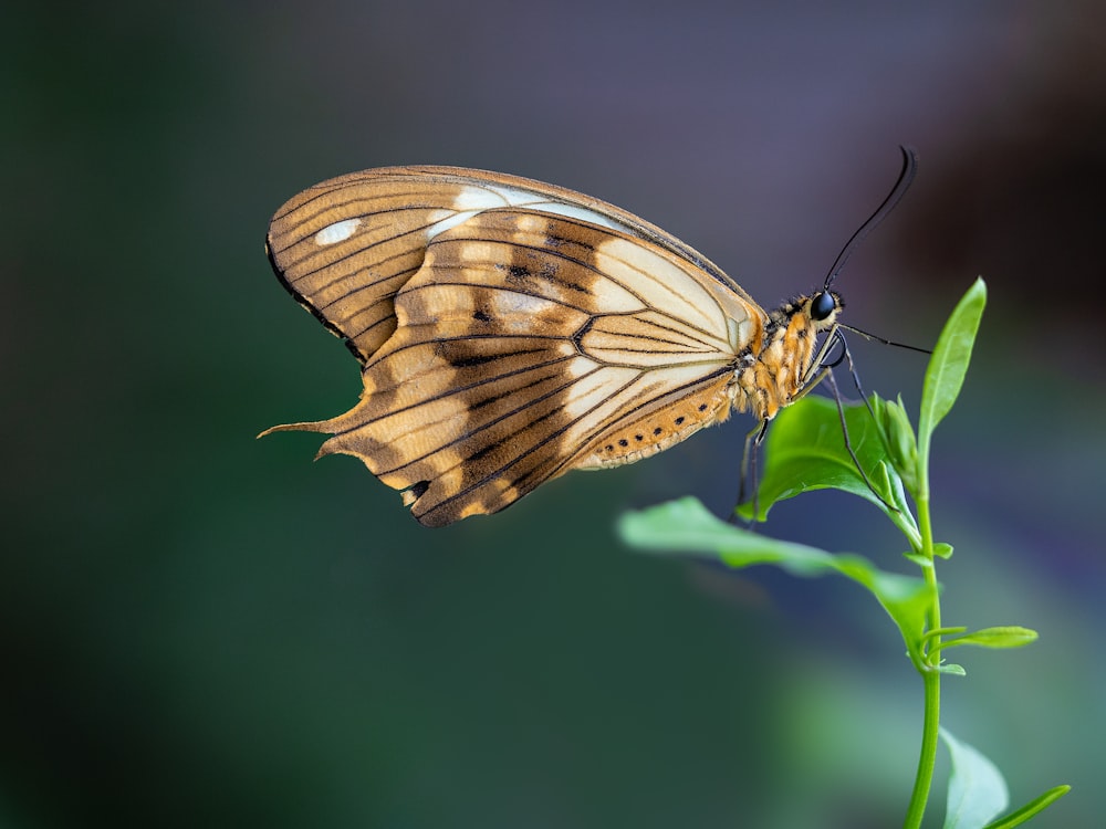 un papillon brun et blanc assis au sommet d’une plante verte