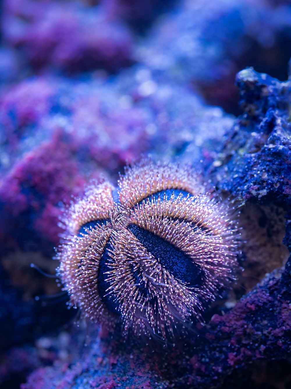 a close up of a purple and blue sea urchin