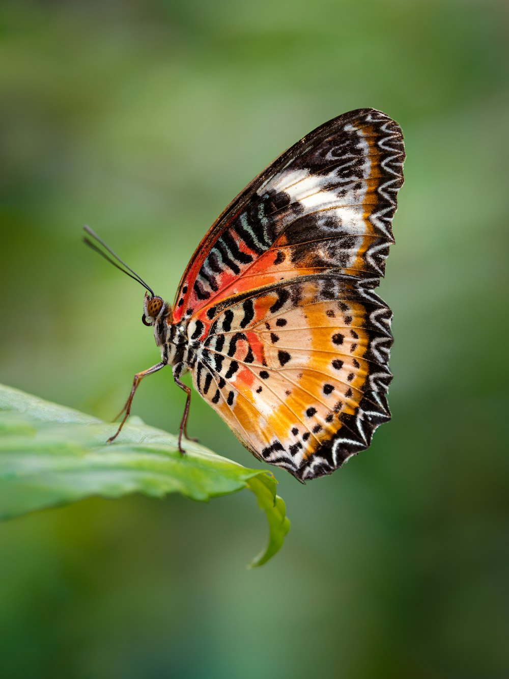 a close up of a butterfly on a leaf