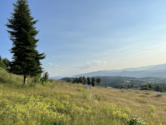 A grassy field with trees and mountains in the background — Trabzon, Turkey