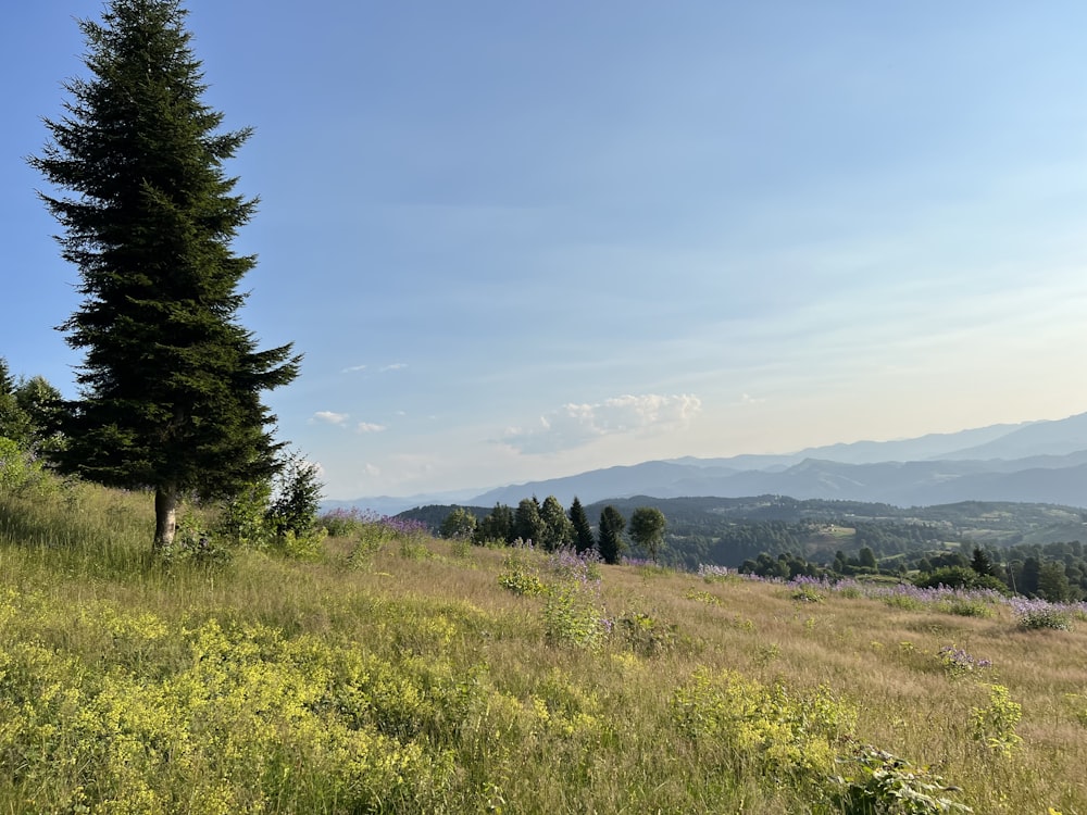 a grassy field with trees and mountains in the background