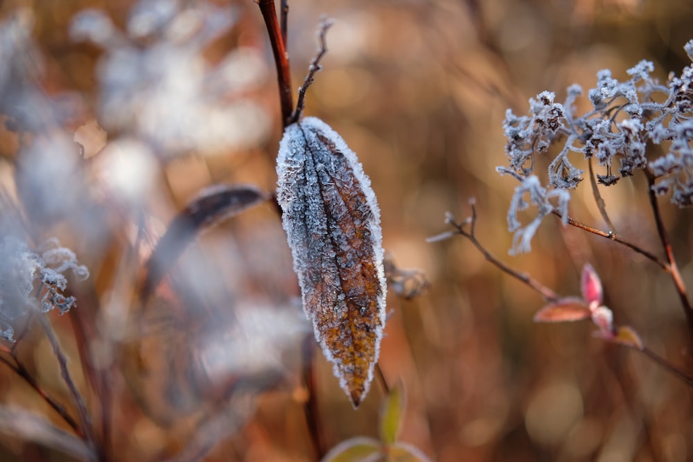 a close up of a plant with frost on it