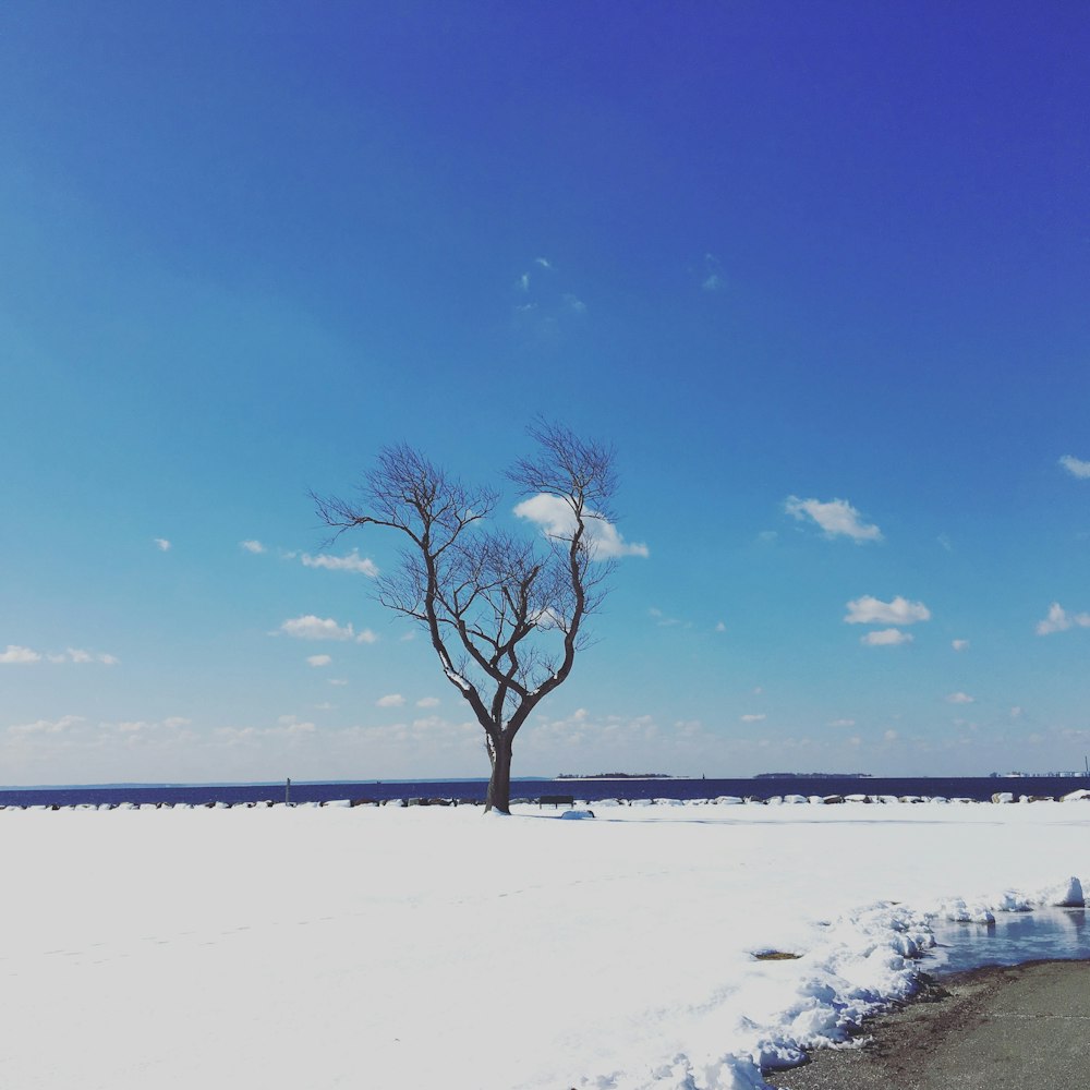 a lone tree in the middle of a snowy field