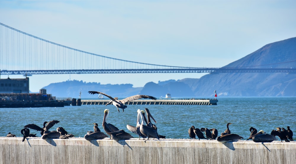 a flock of birds sitting on top of a cement wall