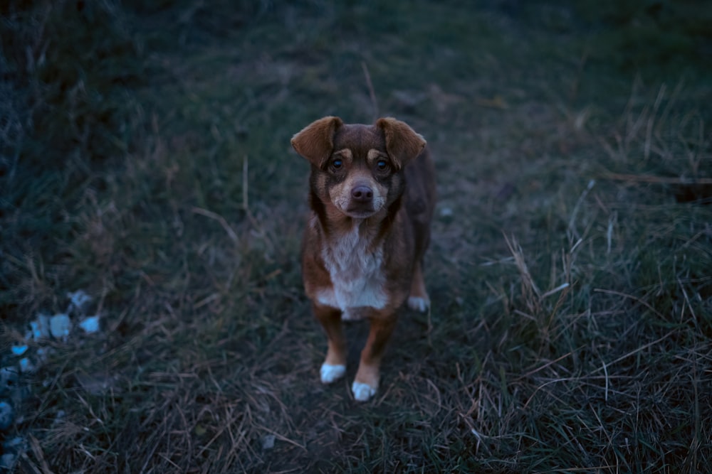 a brown and white dog standing on top of a grass covered field