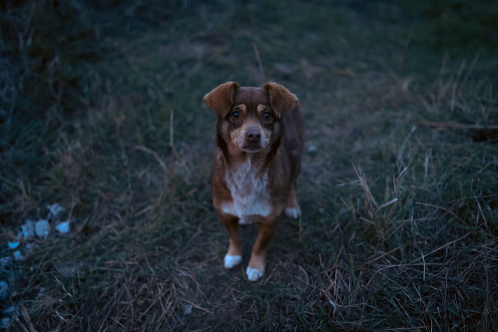 un cane marrone e bianco in piedi in cima a un campo coperto d'erba