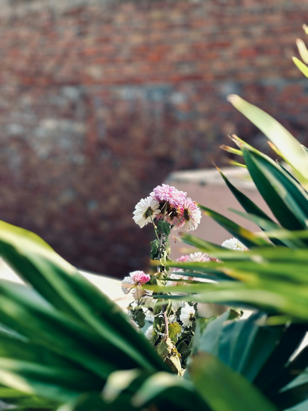 a bunch of flowers that are on a table