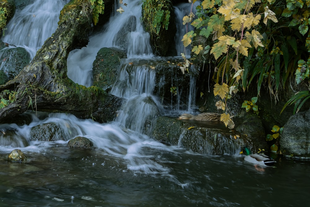 a small waterfall with a duck swimming in it