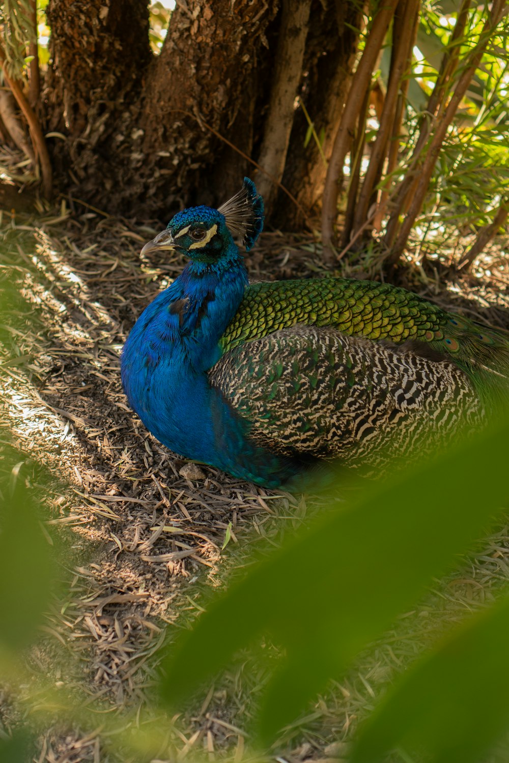 a blue and green bird sitting on the ground next to a tree