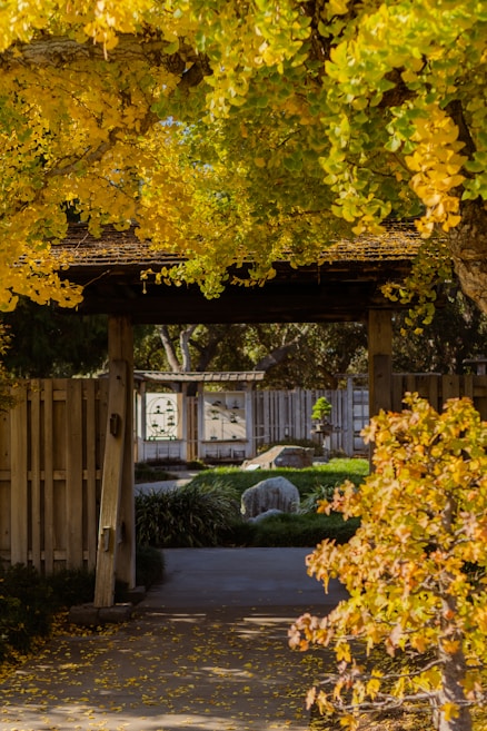 Sunlight filters through vibrant yellow leaves of a tree arching over a wooden gate in a tranquil garden. The pathway leads to a neatly manicured lawn and a stone with a collection of potted plants visible in the background. Wooden fences and an arrangement of rocks enhance the serene atmosphere.
