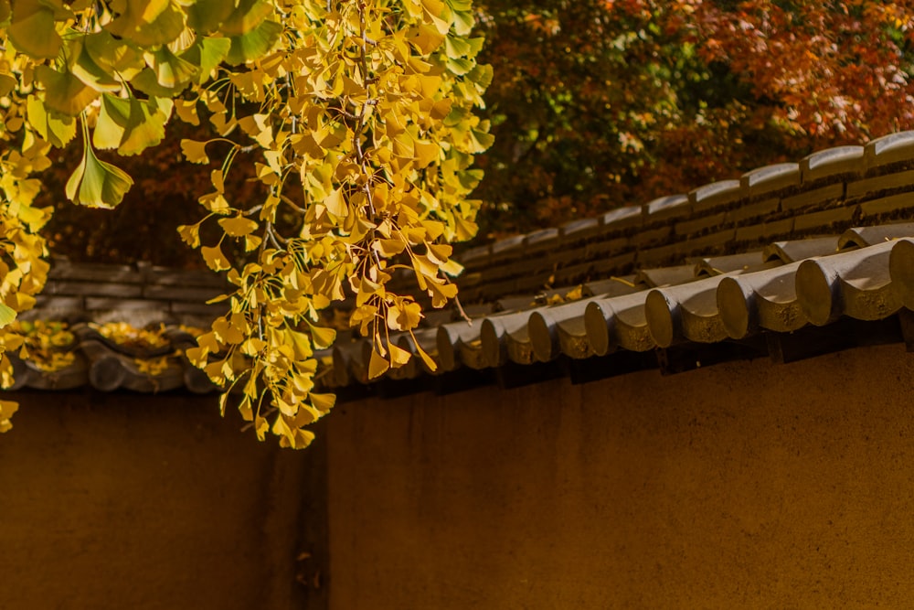 yellow leaves hang from the roof of a building