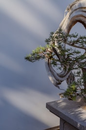 A bonsai tree with a twisted and gnarled trunk sits on a stone pedestal against a soft, blurred background. The sunlight casts gentle shadows, highlighting the intricate texture of the wood and the vibrant green foliage.