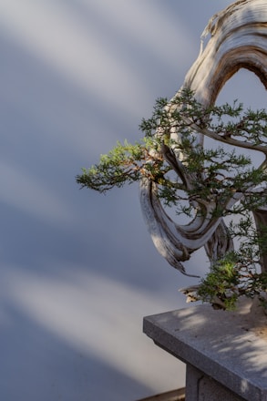 A bonsai tree with a twisted and gnarled trunk sits on a stone pedestal against a soft, blurred background. The sunlight casts gentle shadows, highlighting the intricate texture of the wood and the vibrant green foliage.