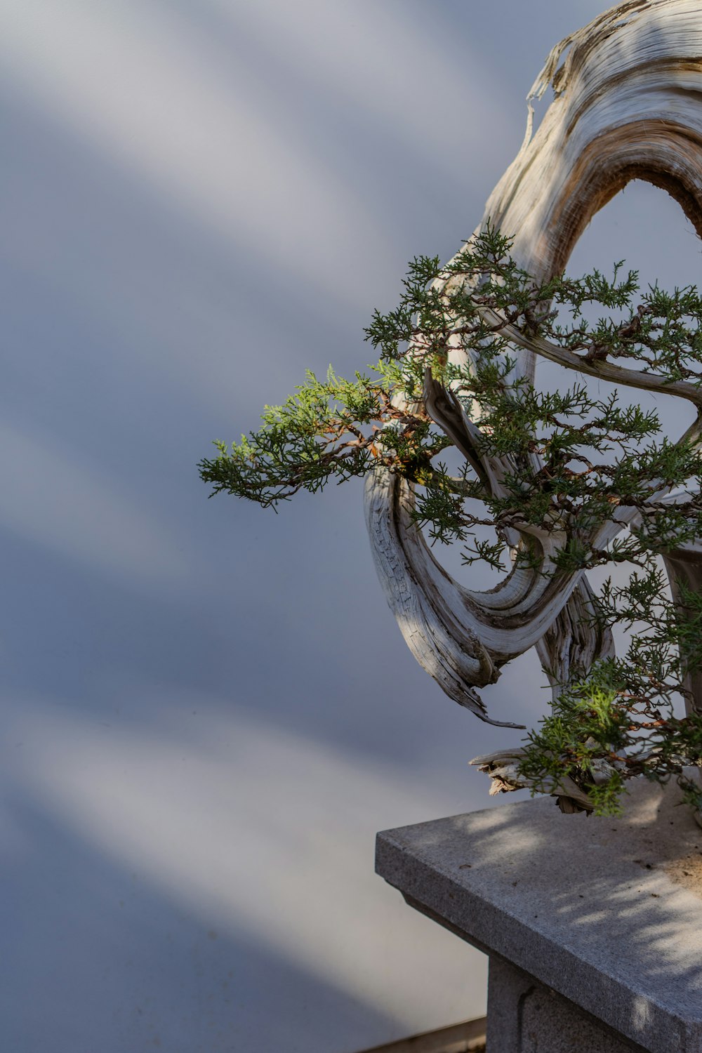 a bonsai tree growing out of a crack in a wall