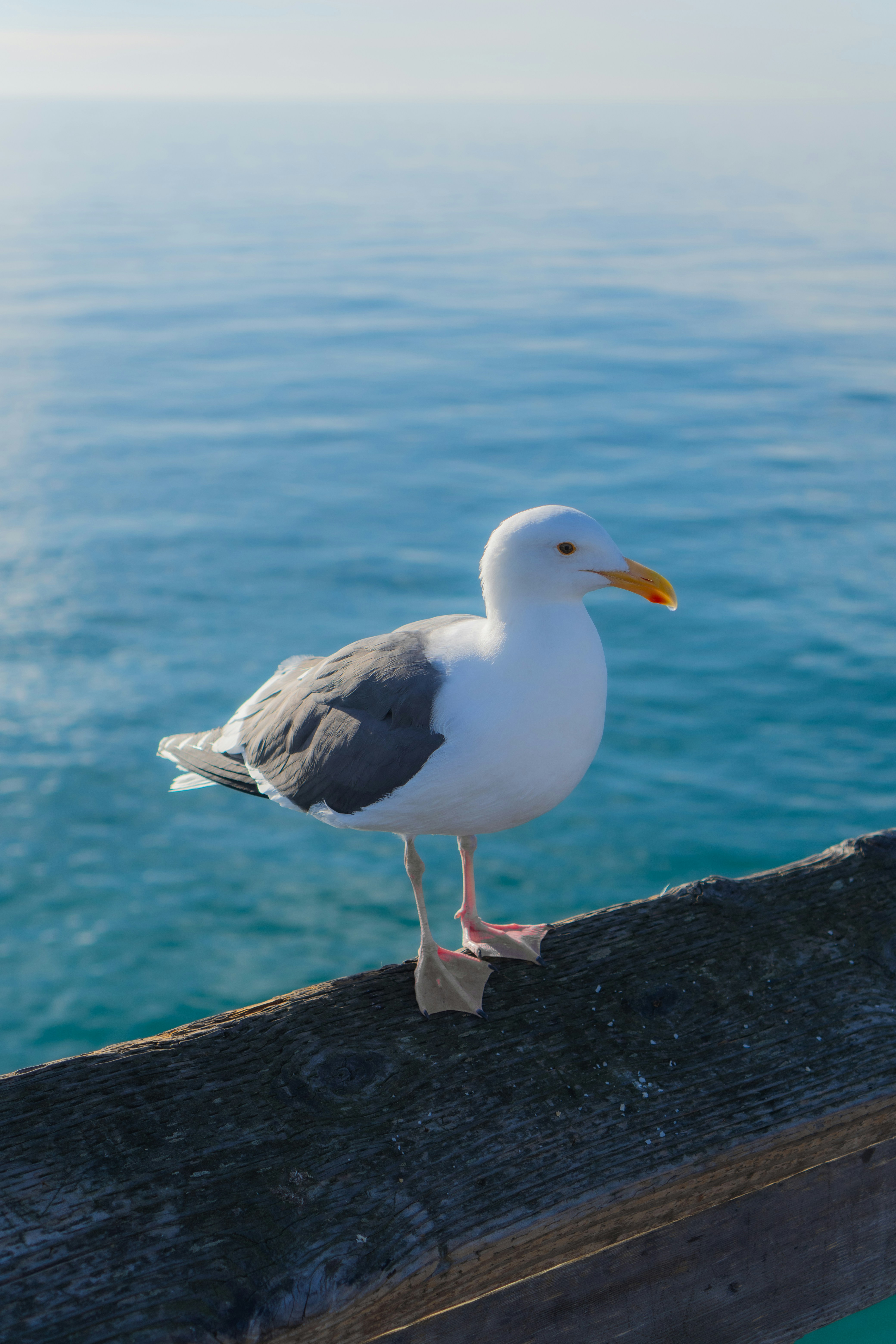 Photo by zhenyao_photo