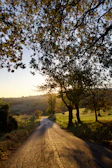 A warm, golden hour landscape showing a quiet countryside road lined with trees.