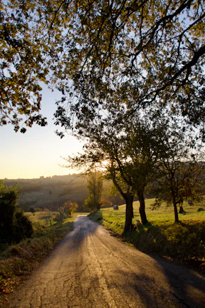A warm, golden hour landscape showing a quiet countryside road lined with trees.